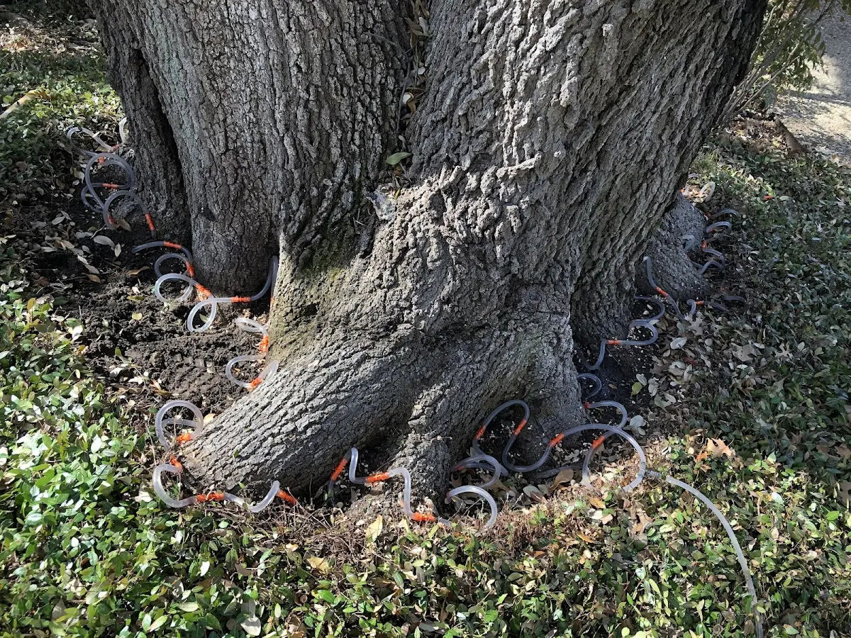 Detailed Shrub and Hedge Trimming job site in Camp Wood