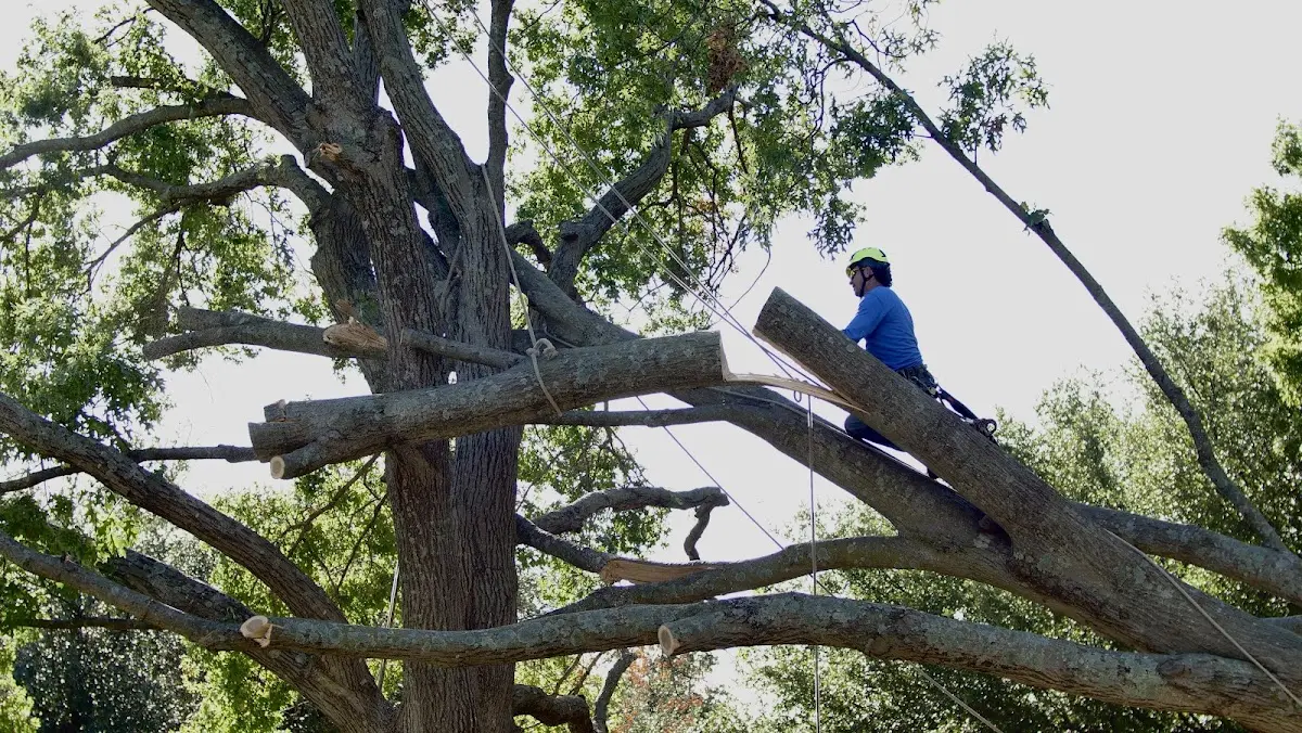 Professional Crown Thinning performed by certified arborists in Camp Wood