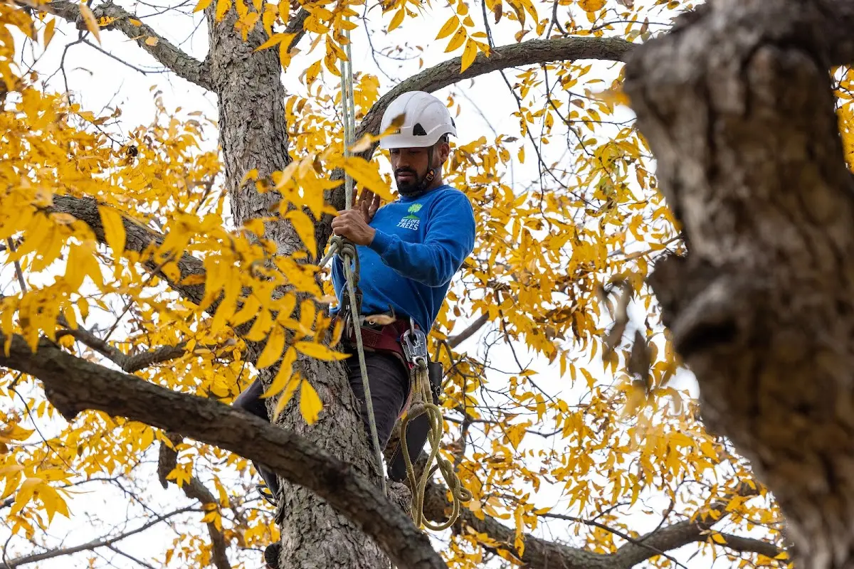 Skilled Tree Planing crew working in Camp Wood